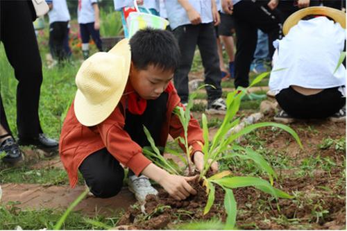丹棱县组织学生开展劳动研学实践 体验农耕快乐