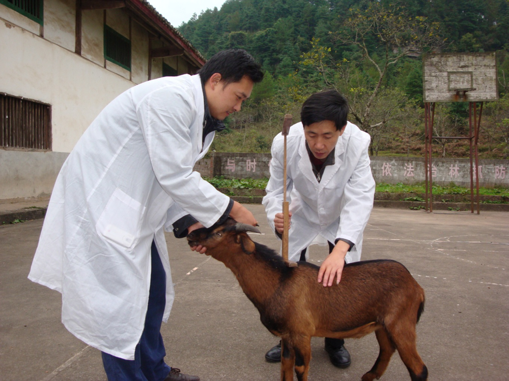 巴中市“最美科技工作者”苗斌:愿做深山养羊人