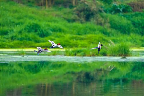 绿意青神，亲近自然亲近生活