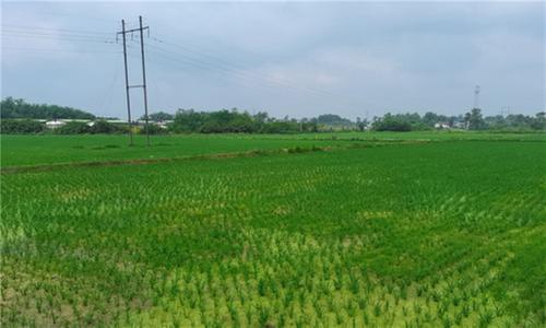 石垭镇：兴产业 美乡村 富百姓