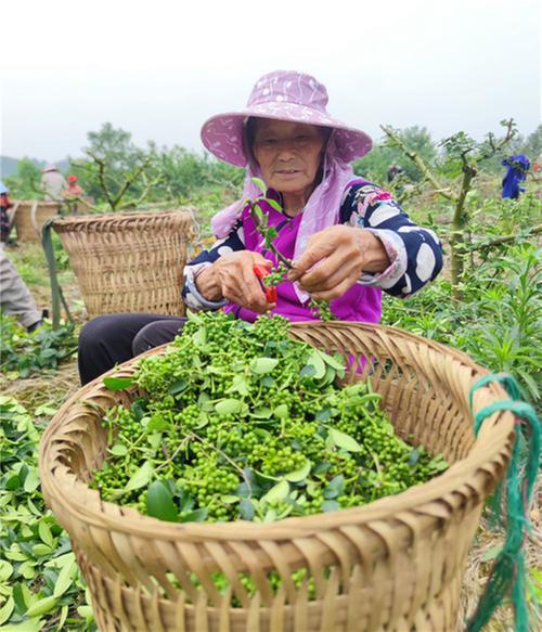 天平镇:千亩藤椒喜获丰收