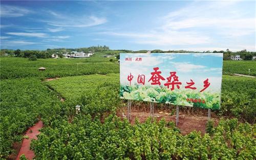 武胜县：发展蚕桑产业 助力乡村振兴