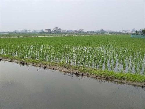 山祠村：稻田养殖小龙虾  每亩纯赚6000元