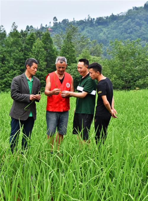 丹棱县：退休高级农艺师深入田间发挥余热