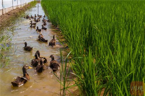眉山“稻鸭鱼共生”助力乡村振兴