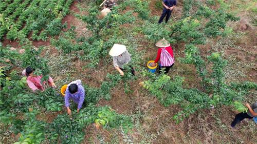 杨柳漕村：用好“党建引领” 点燃乡村振兴“红色引擎”
