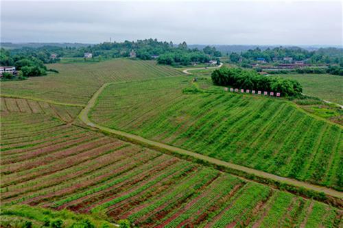 广安区种植大豆9万亩 夯实粮食稳产基础