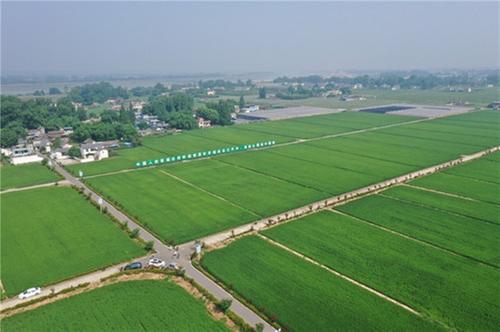 青神县：农业专家田间授课 抓好夏管助力增收