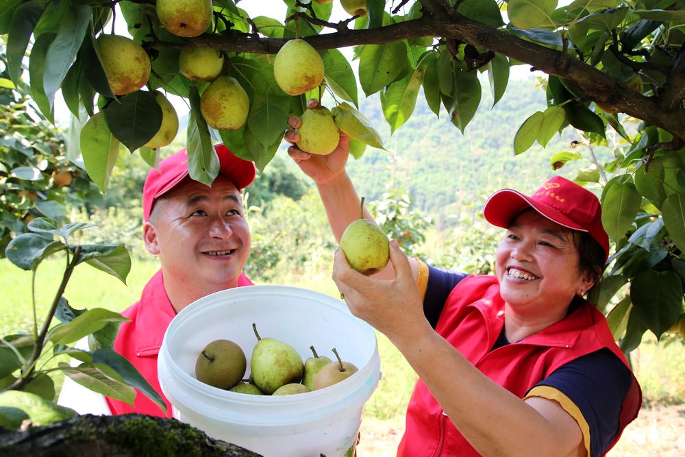 纳溪区：党员助农采梨忙