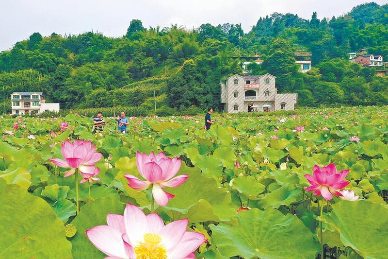 荷花绽放醉游人