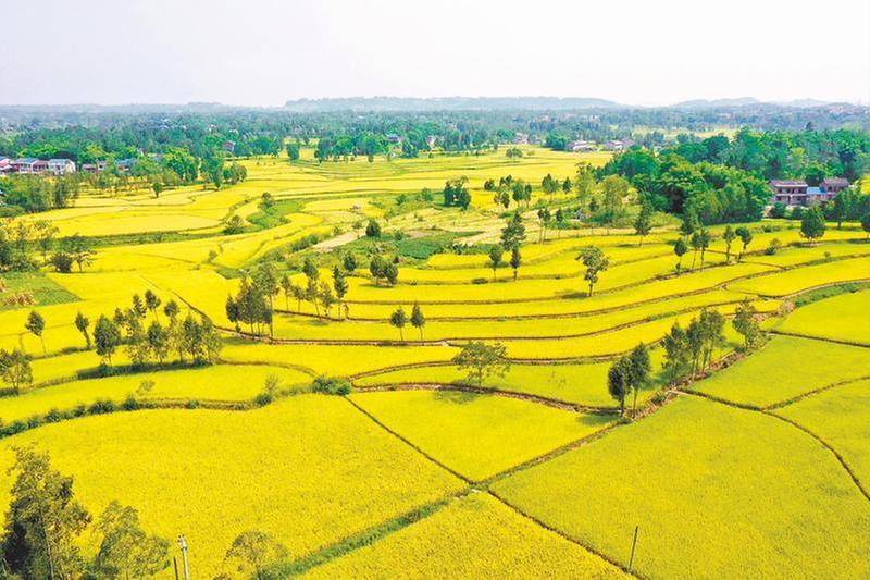 稻田泛黄 丰收在望
