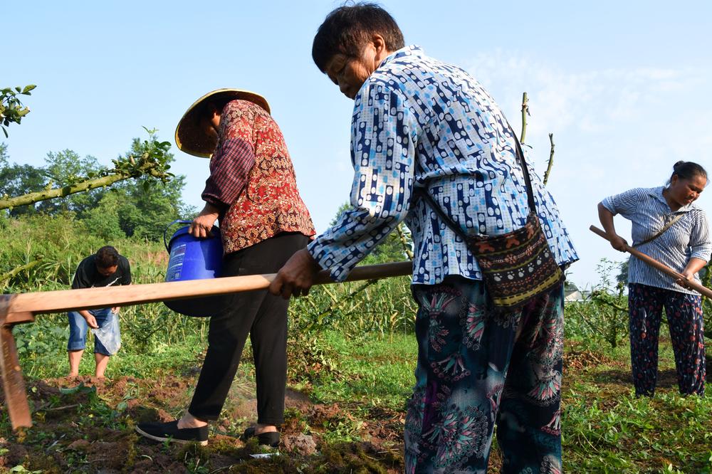 仁美镇：藤椒园套种秋大豆 增产增收又增效