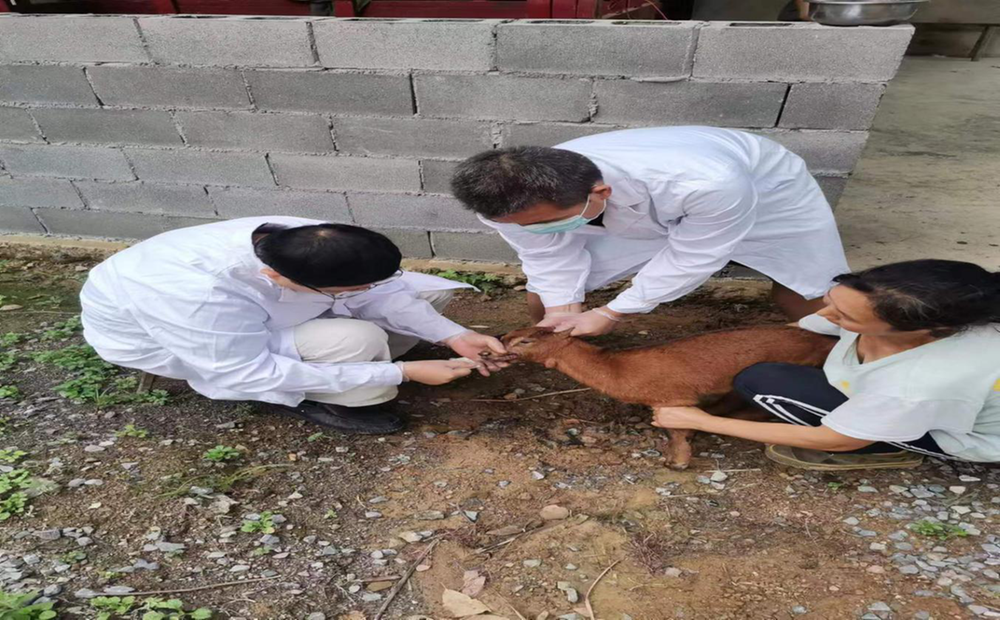 南江县：专家顶烈日解民忧