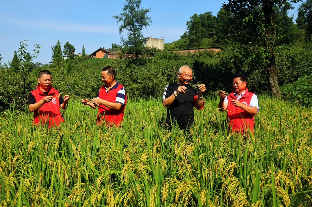 从试种到示范  丹棱县高海拔地区可种优质粳稻了