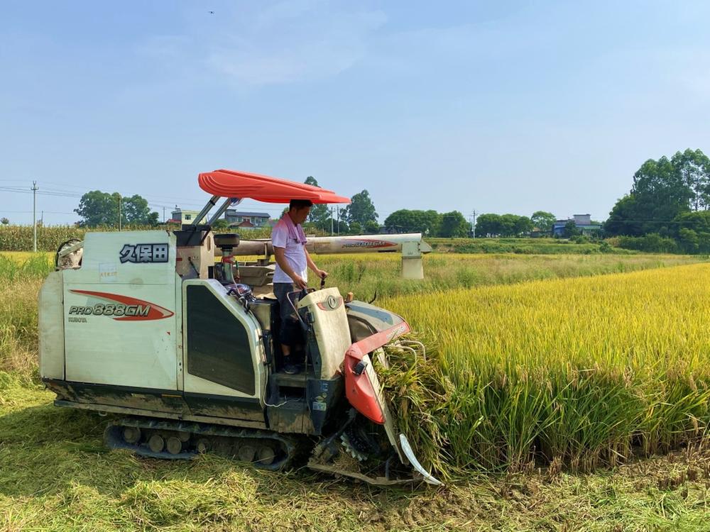 青神县：水稻收割迎高峰 农机服务有保障