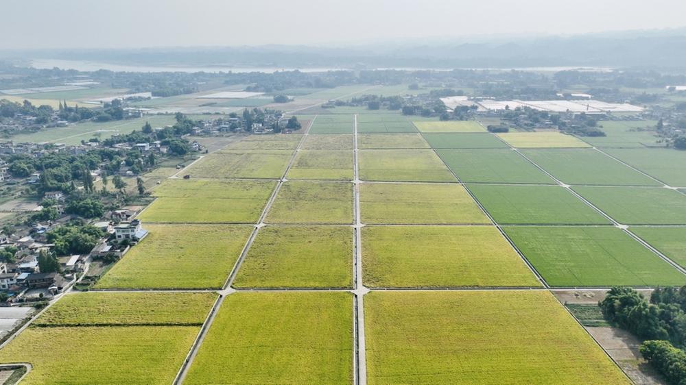 青神县：水稻丰产收割忙 颗粒归仓奏“乐章”