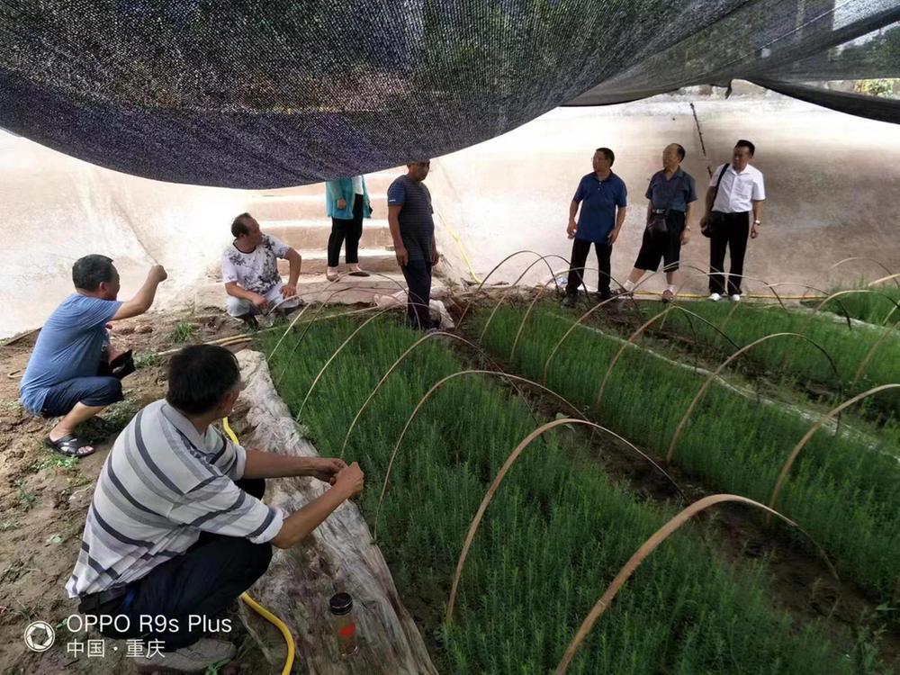 沙湾区老科协到重庆市铜梁区参观学习澳洲茶树育苗技术