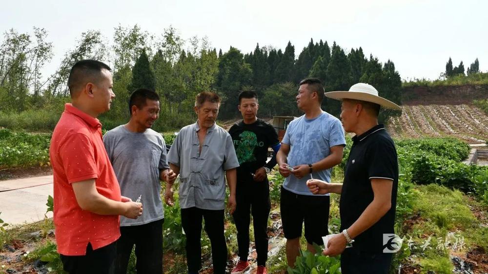 东兴区全力抗旱保丰收