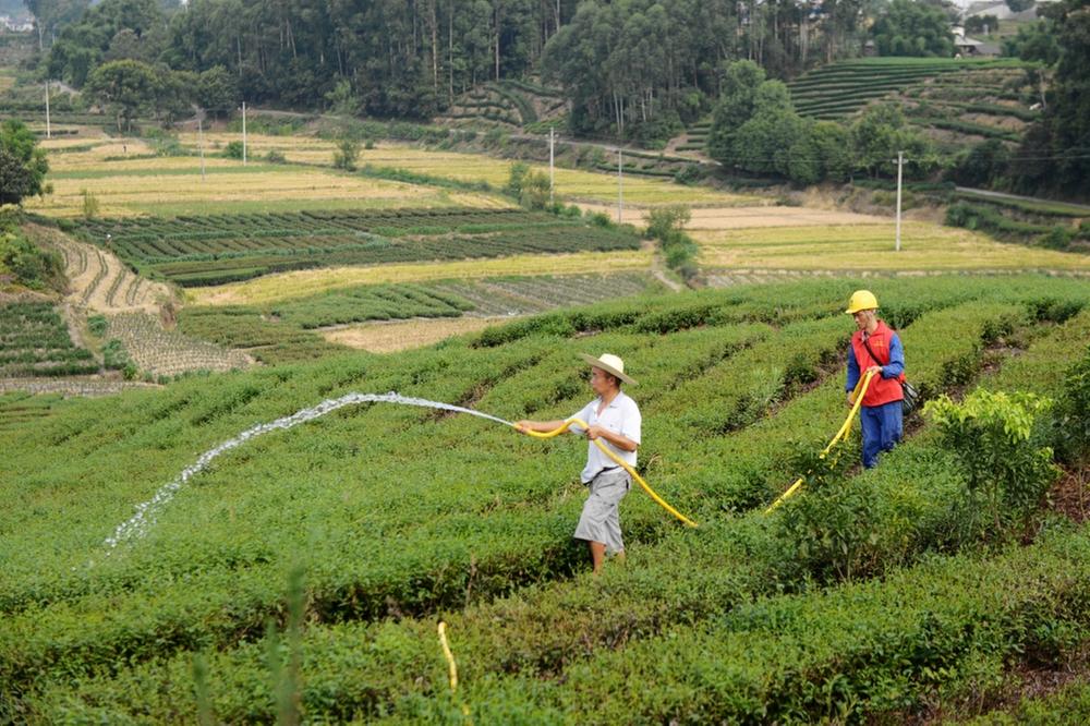 青神县：抗旱保电勇担当 “绿光计划”志愿行