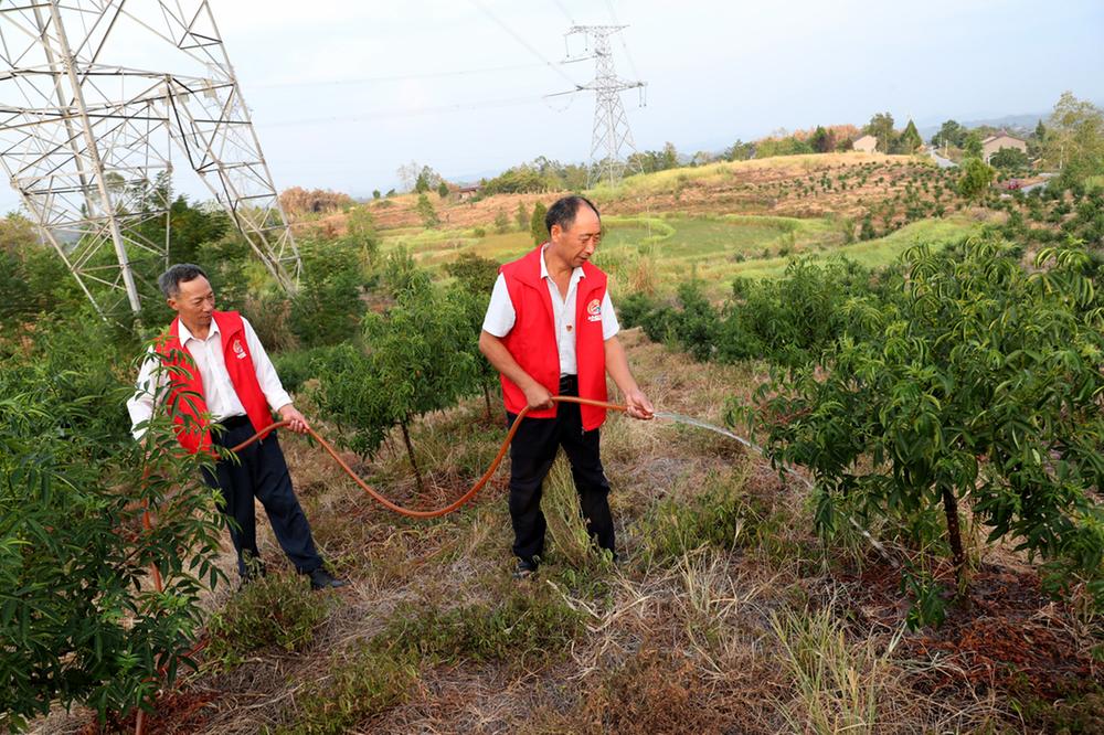 悦来镇：党群合力为1500亩花椒“解渴”