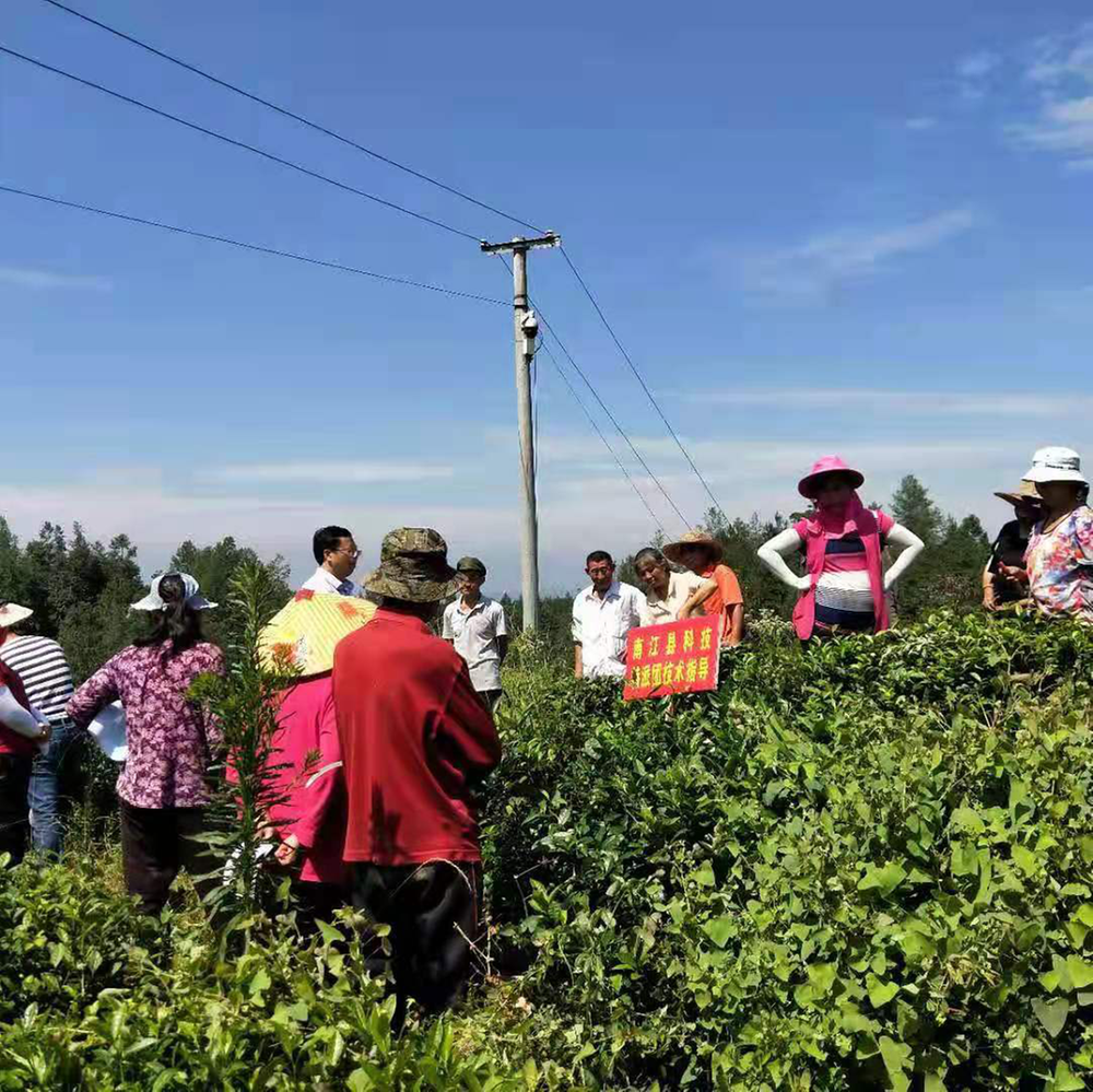 南江县：线上线下助力产业抗旱保收