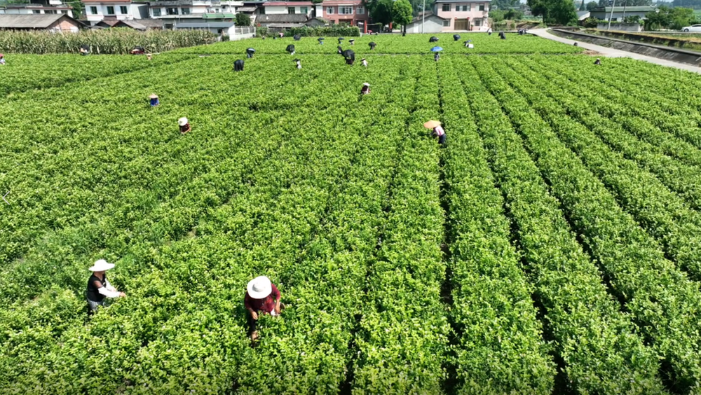 青神县：茉莉花产业助农增收