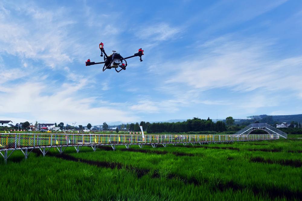 丹棱县：无人机助力水稻后期管理