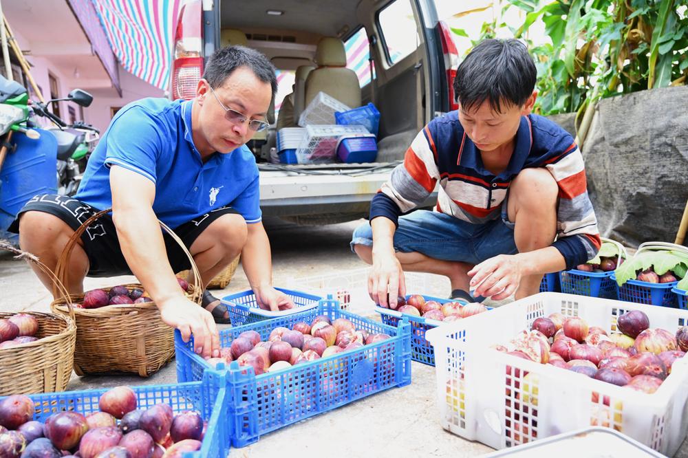 葫芦镇：小小无花果变身“致富果”