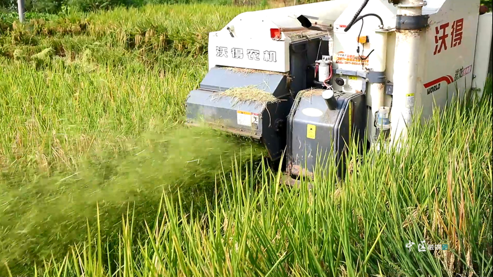 风吹稻浪，稻谷飘香——内江市市中区水稻迎来第一波丰收