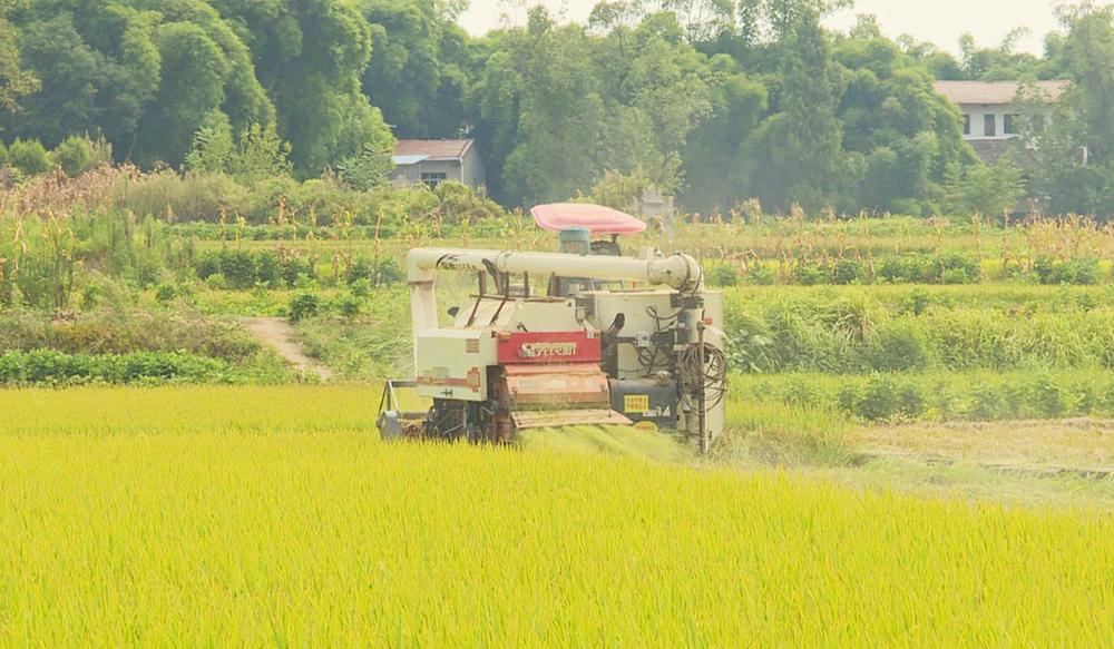 机械“唱主角” 邻水县拉开水稻收割序幕