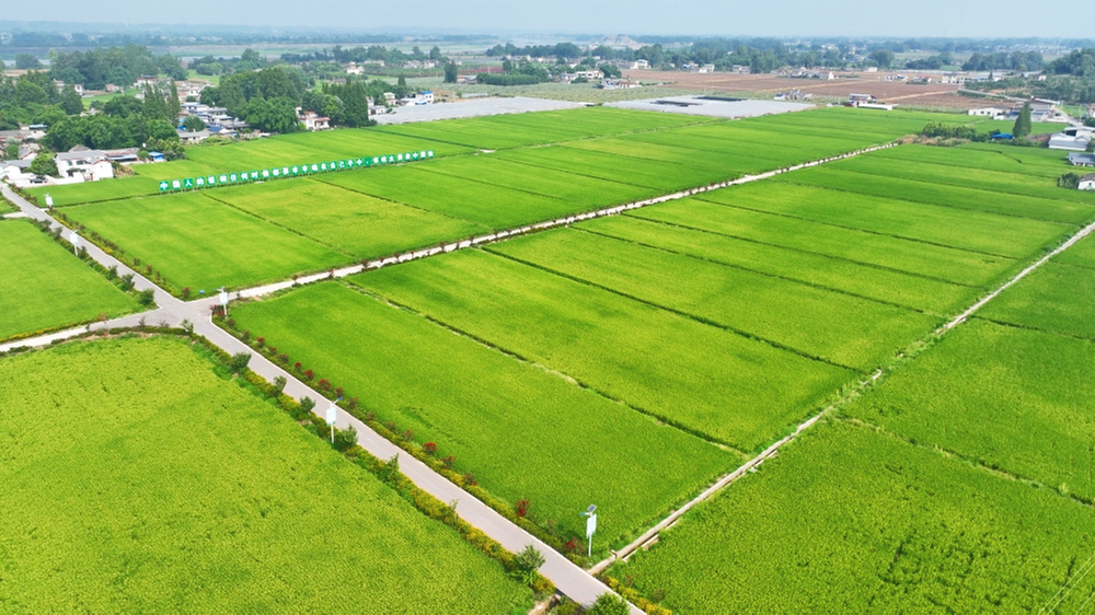 百家池村：完善水利设施建设 强化粮食安全保障
