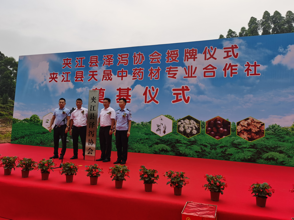 夹江县泽泻协会成立  助力完善夹江中药材产业发展