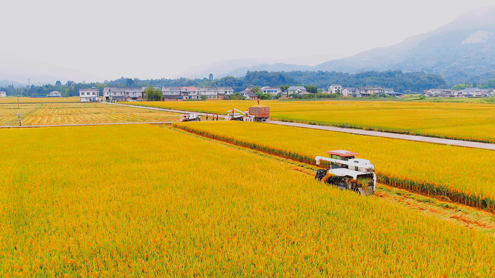 建设新时代更高水平“天府粮仓”洪雅示范区，洪雅底气何在？
