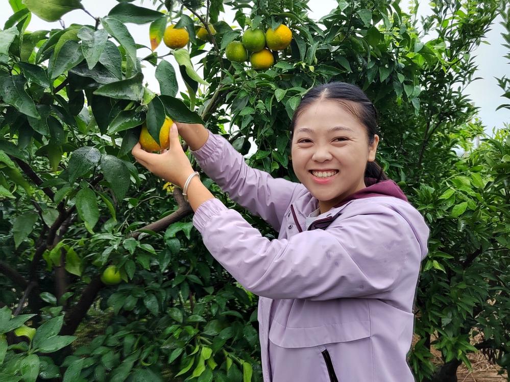 青神县：果农直播卖柑橘 打开销售新渠道