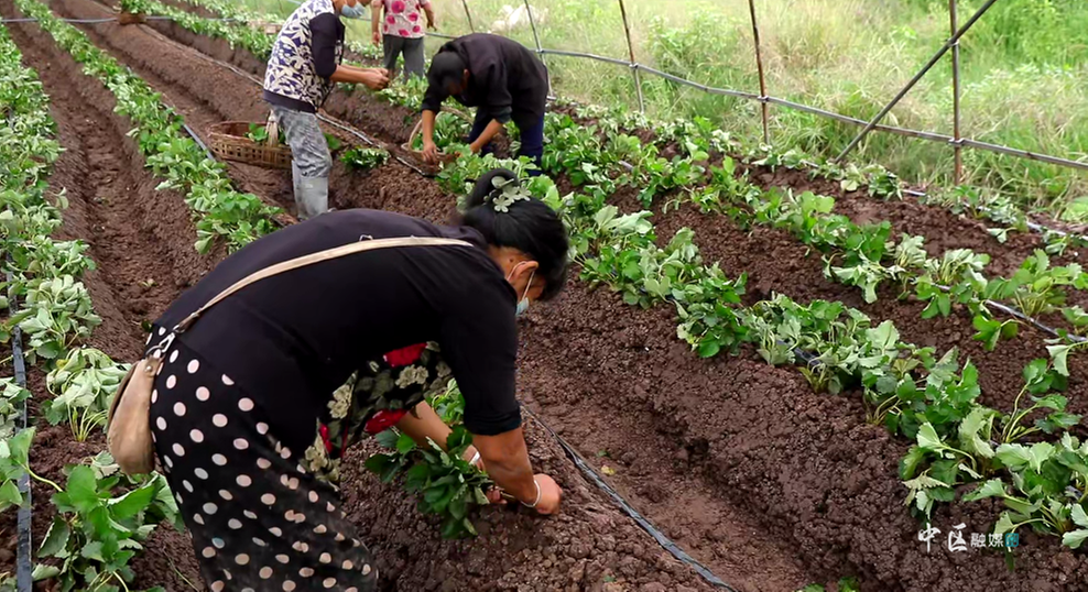 决战四季度 大干一百天|复工率100%！内江市市中区671家新型农业经营主体复工复产