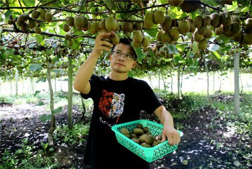 “猕猴桃硕士”杨刚：匠人匠心种好果