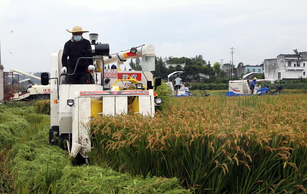 丹棱县：1600亩退园还耕示范基地喜获丰收