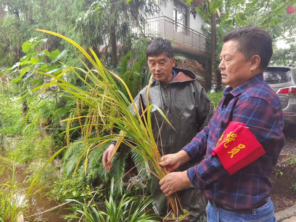 丹棱县：鱼塘种稻迎丰收，亩产达510公斤