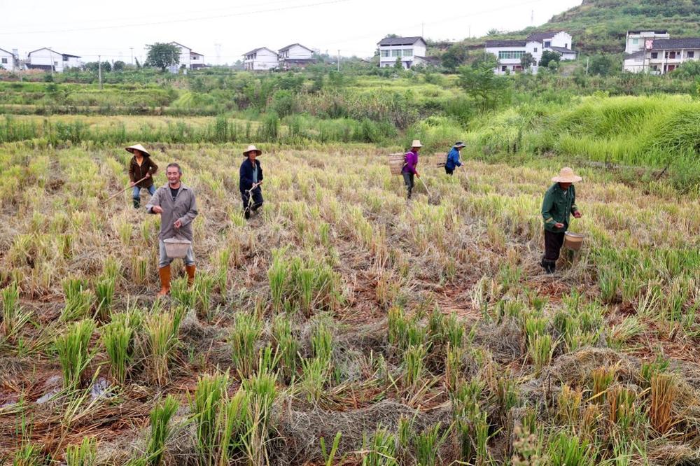 大春损失晚秋补   广安区积极助力晚秋作物生产