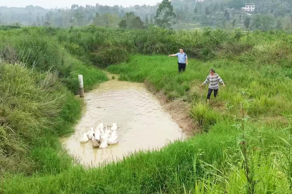 14只大鹅“离家出走”  武胜民警倾力找回
