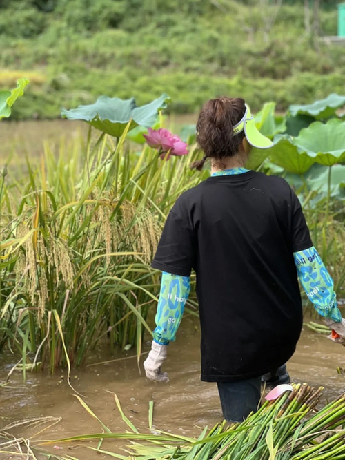 金秋谷飘香 机械收割忙