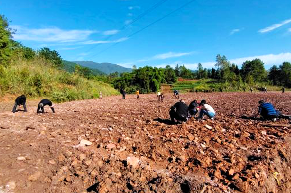 城南镇：干群齐心战晚秋  誓保全年稳产增收