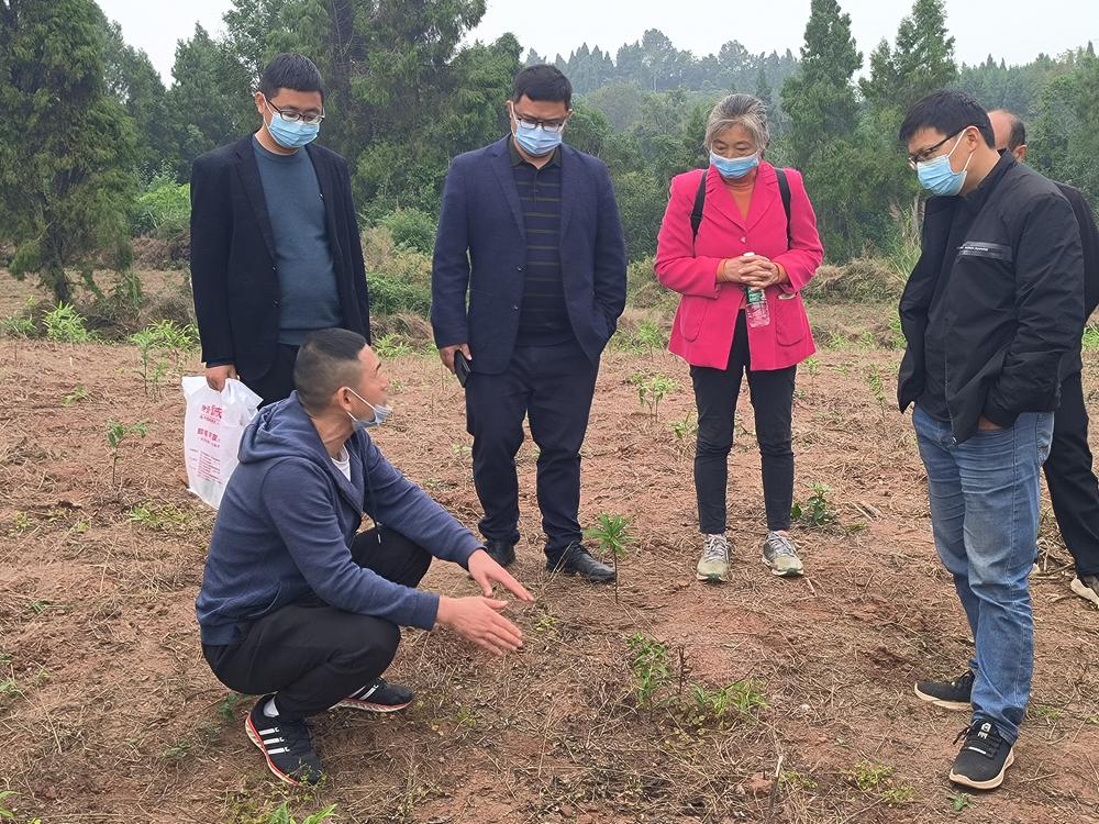 东兴区：开展种植技术培训 促进中药材产业发展