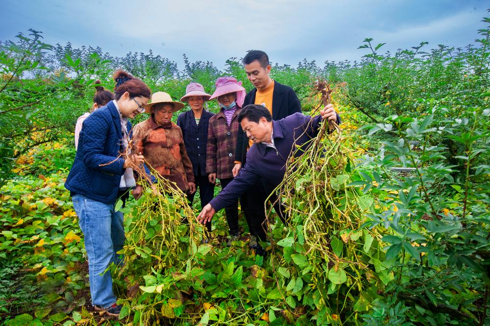 藤椒套大豆 亩增收千余元
