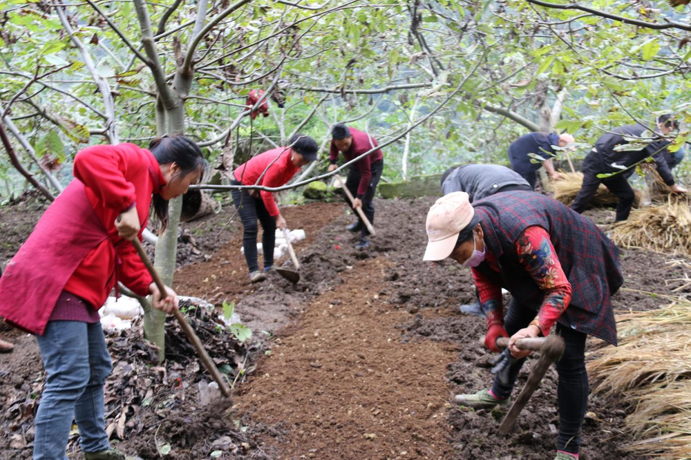 金口河区对口帮扶：引进试种赤松茸 扩宽乡村致富路