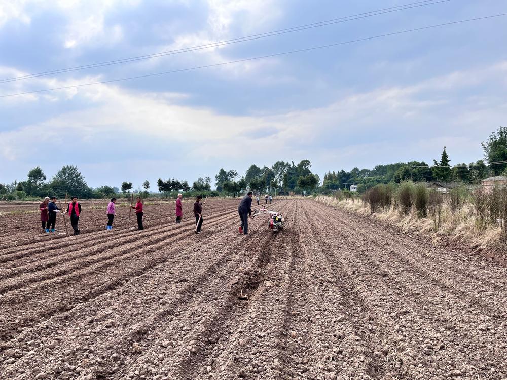 青神县：全力抢农时 做好秋季马铃薯种植