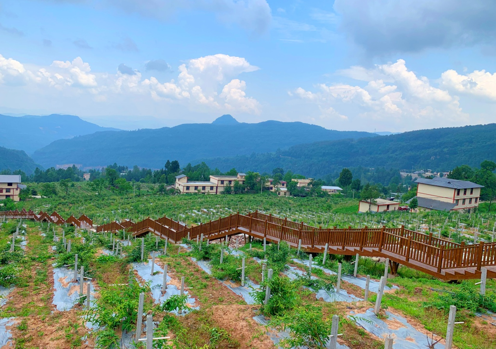 南江县发挥财政职能助力乡村振兴