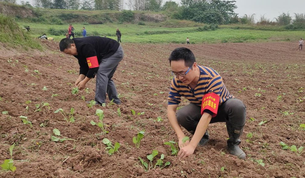 晚秋田间的一抹“志愿红”