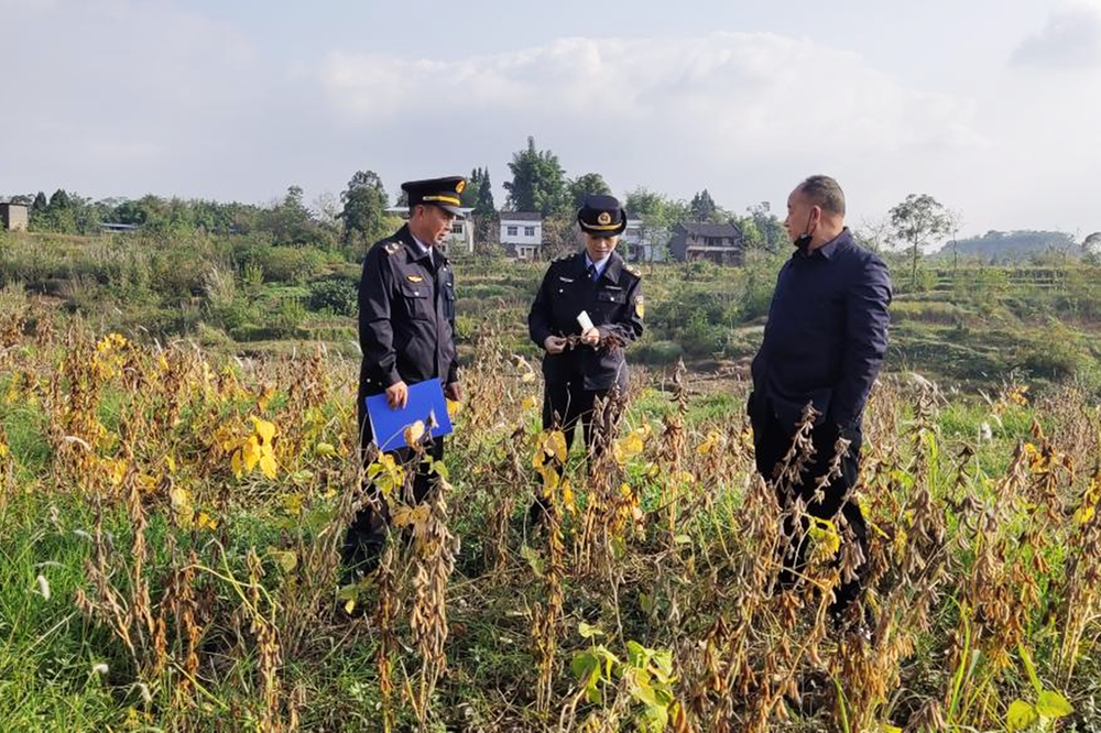 岳池县开展大豆种子繁育产地检疫确保农业生产安全
