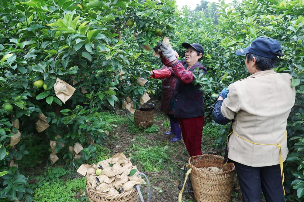 广安：柠檬丰收 村民增收